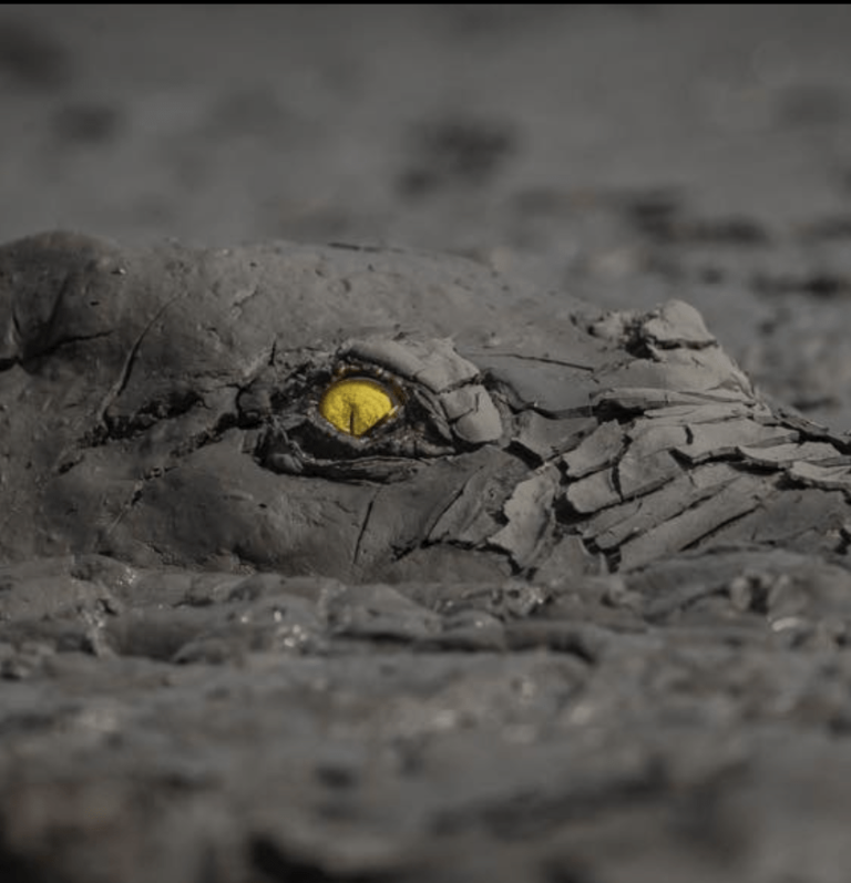 Tête de crocodile identifiable par son oeil jaune. Non à la médiation si votre associé est un crocodile tapis dans l'ombre.