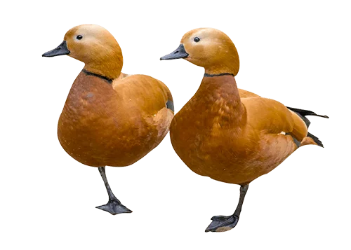 Deux canards sur une patte regardent dans la même direction