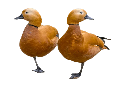Deux canards sur une patte regardent en sens opposés